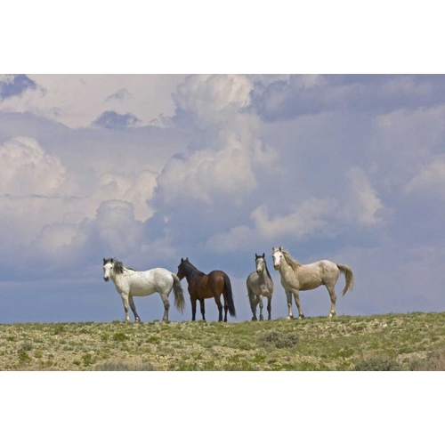 WY, Carbon Co, Wild horses and building clouds
